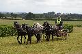 Photo n 28389&#10;Corlay CdF d'endurance attelage - photo Stephs3A&#10;&#10;Affiche 79 fois&#10;Ajoute le 04/09/2013 19:04:18 par JeanClaudeGrognet&#10;&#10;--> Cliquer pour agrandir <--