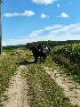 Photo n 28677&#10;Randonne de Caumont -photo Sylvie Bonhomme&#10;&#10;Affiche 42 fois&#10;Ajoute le 11/09/2013 12:17:18 par JeanClaudeGrognet&#10;&#10;--> Cliquer pour agrandir <--