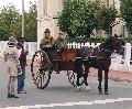 Photo n 29304&#10;CIAT Deauville 2013&#10;&#10;Affiche 25 fois&#10;Ajoute le 17/10/2013 10:16:57 par Renata&#10;&#10;--> Cliquer pour agrandir <--