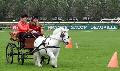 Photo n 29323&#10;CIAT Deauville 2013&#10;&#10;Affiche 23 fois&#10;Ajoute le 17/10/2013 10:16:59 par Renata&#10;&#10;--> Cliquer pour agrandir <--