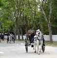 Photo n 29336&#10;CIAT Deauville 2013&#10;&#10;Affiche 15 fois&#10;Ajoute le 17/10/2013 10:17:00 par Renata&#10;&#10;--> Cliquer pour agrandir <--