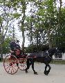 Photo n 29343&#10;CIAT Deauville 2013&#10;&#10;Affiche 33 fois&#10;Ajoute le 17/10/2013 10:17:01 par Renata&#10;&#10;--> Cliquer pour agrandir <--