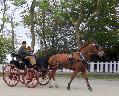 Photo n 29346&#10;CIAT Deauville 2013&#10;&#10;Affiche 38 fois&#10;Ajoute le 17/10/2013 10:17:01 par Renata&#10;&#10;--> Cliquer pour agrandir <--