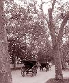 Photo n 29347&#10;CIAT Deauville 2013&#10;&#10;Affiche 34 fois&#10;Ajoute le 17/10/2013 10:17:01 par Renata&#10;&#10;--> Cliquer pour agrandir <--