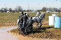 Photo n 32554&#10;Concours International de Lisieux 2015&#10;Jos RICHE - Belgique.
Photo Chevalandrieu&#10;Affiche 12 fois&#10;Ajoute le 30/03/2015 15:23:39 par Nadinetoudic&#10;&#10;--> Cliquer pour agrandir <--