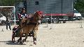 Photo n 32957&#10;MARBOZ 2015&#10;&#10;Affiche 12 fois&#10;Ajoute le 27/04/2015 09:03:30 par JeanClaudeGrognet&#10;&#10;--> Cliquer pour agrandir <--