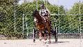 Photo n 32985&#10;MARBOZ 2015&#10;Photo Martin Klbinder&#10;Affiche 57 fois&#10;Ajoute le 27/04/2015 13:04:17 par JeanClaudeGrognet&#10;&#10;--> Cliquer pour agrandir <--