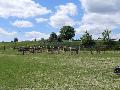 Photo n 33258&#10;LOUVRES 2015 Les Attelages de Conti&#10;&#10;Affiche 9 fois&#10;Ajoute le 30/05/2015 17:36:23 par JeanClaudeGrognet&#10;&#10;--> Cliquer pour agrandir <--