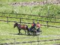 Photo n 33296&#10;LOUVRES 2015 Les Attelages de Conti&#10;&#10;Affiche 20 fois&#10;Ajoute le 30/05/2015 17:36:24 par JeanClaudeGrognet&#10;&#10;--> Cliquer pour agrandir <--