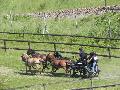 Photo n 33301&#10;LOUVRES 2015 Les Attelages de Conti&#10;&#10;Affiche 17 fois&#10;Ajoute le 30/05/2015 17:36:24 par JeanClaudeGrognet&#10;&#10;--> Cliquer pour agrandir <--