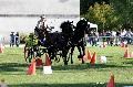 Photo n 34457&#10;Gruchet-Le-Valasse 2015. Photo Chevalandrieu&#10;Xavier PINEL&#10;Affiche 207 fois&#10;Ajoute le 24/08/2015 15:26:02 par Nadinetoudic&#10;&#10;--> Cliquer pour agrandir <--