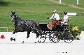 Photo n 35141&#10;CAI Le PIN 2015. Photo Chevalandrieu&#10;Jean-Michel DELHAUTEUR. Belgique&#10;Affiche 14 fois&#10;Ajoute le 19/09/2015 17:25:02 par Nadinetoudic&#10;&#10;--> Cliquer pour agrandir <--