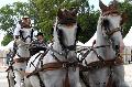 Photo n 35200&#10;CAI Le PIN 2015. Photo Chevalandrieu&#10;Daniel NAPROUS. Grande-Bretagne&#10;Affiche 24 fois&#10;Ajoute le 29/09/2015 12:01:58 par Nadinetoudic&#10;&#10;--> Cliquer pour agrandir <--