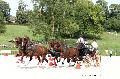 Photo n 35203&#10;CAI Le PIN 2015. Photo Chevalandrieu&#10;Anthony HORDE. France&#10;Affiche 16 fois&#10;Ajoute le 29/09/2015 12:01:58 par Nadinetoudic&#10;&#10;--> Cliquer pour agrandir <--