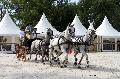 Photo n 35207&#10;CAI Le PIN 2015. Photo Chevalandrieu&#10;Peter VAN DEN OUWELAND. Belgique&#10;Affiche 12 fois&#10;Ajoute le 29/09/2015 12:01:58 par Nadinetoudic&#10;&#10;--> Cliquer pour agrandir <--