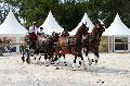 Photo n 35209&#10;CAI Le PIN 2015. Photo Chevalandrieu&#10;Fabrice MARTIN. France&#10;Affiche 18 fois&#10;Ajoute le 29/09/2015 12:01:58 par Nadinetoudic&#10;&#10;--> Cliquer pour agrandir <--