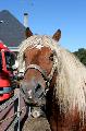 Photo n 35259&#10;THURY-HARCOURT 2015. Photo Chevalandrieu&#10;&#10;Affiche 23 fois&#10;Ajoute le 05/10/2015 14:08:23 par Nadinetoudic&#10;&#10;--> Cliquer pour agrandir <--