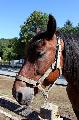 Photo n 35260&#10;THURY-HARCOURT 2015. Photo Chevalandrieu&#10;&#10;Affiche 14 fois&#10;Ajoute le 05/10/2015 14:08:23 par Nadinetoudic&#10;&#10;--> Cliquer pour agrandir <--