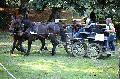 Photo n 35278&#10;THURY-HARCOURT 2015. Photo Chevalandrieu&#10;L. CHIRON. Equipe Cob Normand 14-61&#10;Affiche 14 fois&#10;Ajoute le 05/10/2015 14:26:07 par Nadinetoudic&#10;&#10;--> Cliquer pour agrandir <--