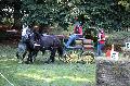 Photo n 35279&#10;THURY-HARCOURT 2015. Photo Chevalandrieu&#10;J. SINGER. Equipe Percheron&#10;Affiche 11 fois&#10;Ajoute le 05/10/2015 14:26:07 par Nadinetoudic&#10;&#10;--> Cliquer pour agrandir <--