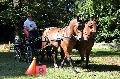 Photo n 35291&#10;THURY-HARCOURT 2015. Photo Chevalandrieu&#10;M. DUBOST Equipe Cob Normand 50&#10;Affiche 20 fois&#10;Ajoute le 05/10/2015 14:42:34 par Nadinetoudic&#10;&#10;--> Cliquer pour agrandir <--