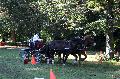 Photo n 35298&#10;THURY-HARCOURT 2015. Photo Chevalandrieu&#10;M. SANCHEZ. Equipe Cob Normand 14-61&#10;Affiche 24 fois&#10;Ajoute le 05/10/2015 14:42:35 par Nadinetoudic&#10;&#10;--> Cliquer pour agrandir <--