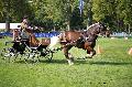 Photo n 35557&#10;Compigne Finale J.C. 2015. Photo Chevalandrieu&#10;Benjamin CANNELLE avec Ailis. Comtois.&#10;Affiche 46 fois&#10;Ajoute le 02/11/2015 18:32:19 par Nadinetoudic&#10;&#10;--> Cliquer pour agrandir <--