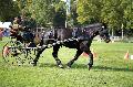 Photo n 35561&#10;Compigne Finale J.C. 2015. Photo Chevalandrieu&#10;Etienne CHATEL avec Alise des Longchamps. Percheron.&#10;Affiche 45 fois&#10;Ajoute le 02/11/2015 18:32:19 par Nadinetoudic&#10;&#10;--> Cliquer pour agrandir <--