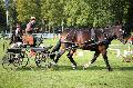 Photo n 35562&#10;Compigne Finale J.C. 2015. Photo Chevalandrieu&#10;Carole SIMON avec Azur de Bianfrie. Cob Normand.&#10;Affiche 27 fois&#10;Ajoute le 02/11/2015 18:32:19 par Nadinetoudic&#10;&#10;--> Cliquer pour agrandir <--
