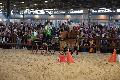 Photo n 35571&#10;EQUITALYON et l'ARAA   photo Franck Patin&#10;&#10;Affiche 11 fois&#10;Ajoute le 10/11/2015 08:14:56 par JeanClaudeGrognet&#10;&#10;--> Cliquer pour agrandir <--