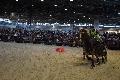 Photo n 35580&#10;EQUITALYON et l'ARAA   photo Franck Patin&#10;Fabien FAURE&#10;Affiche 11 fois&#10;Ajoute le 10/11/2015 08:14:56 par JeanClaudeGrognet&#10;&#10;--> Cliquer pour agrandir <--