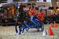 Photo n 35590&#10;EQUITALYON et l'ARAA   photo Franck Patin&#10;Jean-Michel OLIVE&#10;Affiche 44 fois&#10;Ajoute le 10/11/2015 08:14:56 par JeanClaudeGrognet&#10;&#10;--> Cliquer pour agrandir <--