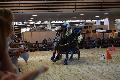 Photo n 35598&#10;EQUITALYON et l'ARAA   photo Franck Patin&#10;Jrome CHEZE&#10;Affiche 50 fois&#10;Ajoute le 10/11/2015 08:14:57 par JeanClaudeGrognet&#10;&#10;--> Cliquer pour agrandir <--