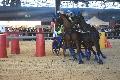 Photo n 35599&#10;EQUITALYON et l'ARAA   photo Franck Patin&#10;Jrome CHEZE&#10;Affiche 65 fois&#10;Ajoute le 10/11/2015 08:14:57 par JeanClaudeGrognet&#10;&#10;--> Cliquer pour agrandir <--