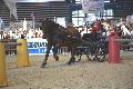 Photo n 35608&#10;EQUITALYON et l'ARAA   photo Franck Patin&#10;Stphane THEVENET&#10;Affiche 47 fois&#10;Ajoute le 10/11/2015 08:14:57 par JeanClaudeGrognet&#10;&#10;--> Cliquer pour agrandir <--