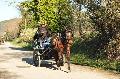 Photo n 35675&#10;HN Uzs Endurance attele  photo Karine Renard&#10;&#10;Affiche 20 fois&#10;Ajoute le 22/02/2016 12:57:00 par JeanClaudeGrognet&#10;&#10;--> Cliquer pour agrandir <--