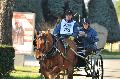 Photo n 35680&#10;HN Uzs Endurance attele  photo Karine Renard&#10;&#10;Affiche 11 fois&#10;Ajoute le 22/02/2016 12:57:01 par JeanClaudeGrognet&#10;&#10;--> Cliquer pour agrandir <--