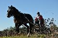 Photo n 35681&#10;HN Uzs Endurance attele  photo Karine Renard&#10;&#10;Affiche 22 fois&#10;Ajoute le 22/02/2016 12:57:01 par JeanClaudeGrognet&#10;&#10;--> Cliquer pour agrandir <--