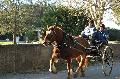 Photo n 35683&#10;HN Uzs Endurance attele  photo Karine Renard&#10;&#10;Affiche 18 fois&#10;Ajoute le 22/02/2016 12:57:01 par JeanClaudeGrognet&#10;&#10;--> Cliquer pour agrandir <--