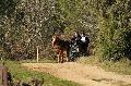 Photo n 35684&#10;HN Uzs Endurance attele  photo Karine Renard&#10;&#10;Affiche 10 fois&#10;Ajoute le 22/02/2016 12:57:01 par JeanClaudeGrognet&#10;&#10;--> Cliquer pour agrandir <--