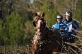 Photo n 35687&#10;HN Uzs Endurance attele  photo Karine Renard&#10;&#10;Affiche 10 fois&#10;Ajoute le 22/02/2016 12:57:01 par JeanClaudeGrognet&#10;&#10;--> Cliquer pour agrandir <--