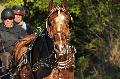 Photo n 35691&#10;HN Uzs Endurance attele  photo Karine Renard&#10;&#10;Affiche 15 fois&#10;Ajoute le 22/02/2016 12:57:01 par JeanClaudeGrognet&#10;&#10;--> Cliquer pour agrandir <--