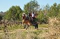 Photo n 35693&#10;HN Uzs Endurance attele  photo Karine Renard&#10;&#10;Affiche 9 fois&#10;Ajoute le 22/02/2016 12:57:01 par JeanClaudeGrognet&#10;&#10;--> Cliquer pour agrandir <--