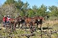 Photo n 35694&#10;HN Uzs Endurance attele  photo Karine Renard&#10;&#10;Affiche 24 fois&#10;Ajoute le 22/02/2016 12:57:01 par JeanClaudeGrognet&#10;&#10;--> Cliquer pour agrandir <--