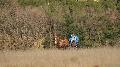 Photo n 35695&#10;HN Uzs Endurance attele  photo Karine Renard&#10;&#10;Affiche 9 fois&#10;Ajoute le 22/02/2016 12:57:01 par JeanClaudeGrognet&#10;&#10;--> Cliquer pour agrandir <--