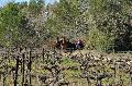 Photo n 35697&#10;HN Uzs Endurance attele  photo Karine Renard&#10;&#10;Affiche 12 fois&#10;Ajoute le 22/02/2016 12:57:01 par JeanClaudeGrognet&#10;&#10;--> Cliquer pour agrandir <--