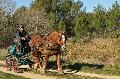 Photo n 35706&#10;HN Uzs Endurance attele  photo Karine Renard&#10;&#10;Affiche 19 fois&#10;Ajoute le 22/02/2016 12:57:02 par JeanClaudeGrognet&#10;&#10;--> Cliquer pour agrandir <--
