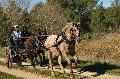 Photo n 35710&#10;HN Uzs Endurance attele  photo Karine Renard&#10;&#10;Affiche 25 fois&#10;Ajoute le 22/02/2016 12:57:02 par JeanClaudeGrognet&#10;&#10;--> Cliquer pour agrandir <--