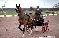 Photo n 35802&#10;CAILISIEUX2016.Jeunes Chevaux. Photo Chevalandrieu&#10;Yannick CHEREL. France&#10;Affiche 31 fois&#10;Ajoute le 07/03/2016 13:35:13 par Nadinetoudic&#10;&#10;--> Cliquer pour agrandir <--