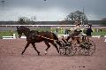 Photo n 35804&#10;CAILISIEUX2016.Jeunes Chevaux. Photo Chevalandrieu&#10;La VANEL. France&#10;Affiche 37 fois&#10;Ajoute le 07/03/2016 13:45:58 par Nadinetoudic&#10;&#10;--> Cliquer pour agrandir <--